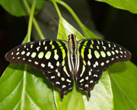 Graphium agamemnon