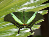 Papilio palinurus