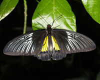 Troides rhadamantus